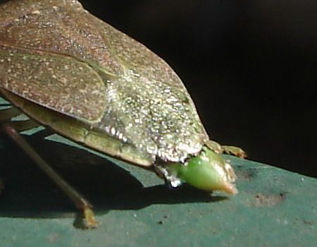 Nezara viridula parassitizzata da Strepsittero